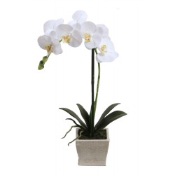 51cm Phalaenopsis w/pot